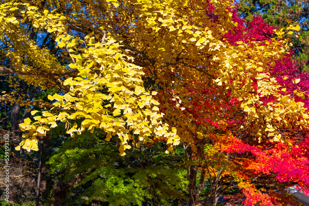 山梨県富士吉田市 新倉山浅間公園の紅葉 山梨県富士吉田市 新倉山浅間公園の紅葉