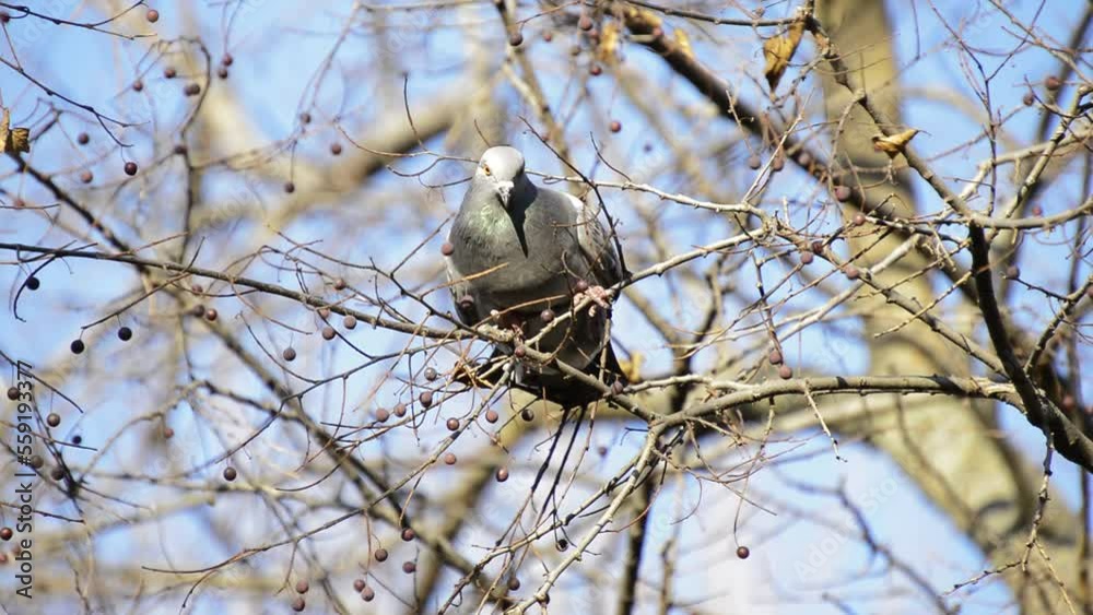 pigeon eats a berry, then flies away pigeon eats a berry, then flies away