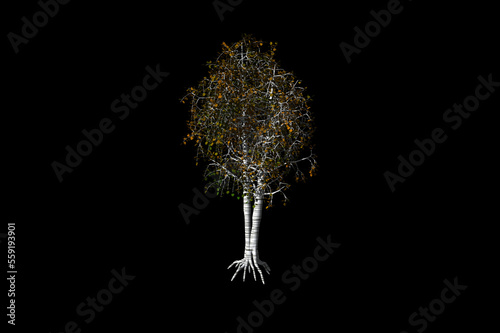 shape Birch brown tree black background 3d rendering