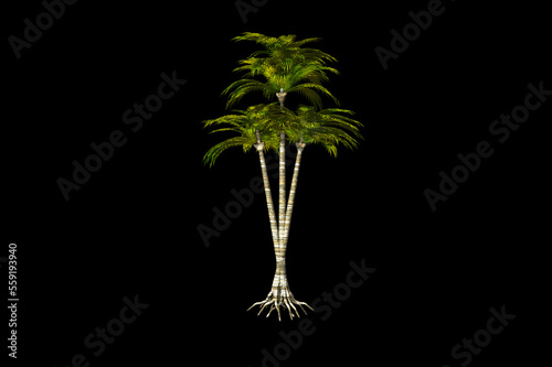 shape Coconut Palm black background 3d rendering