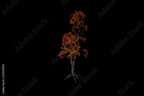 shape Cedar red tree black background 3d rendering