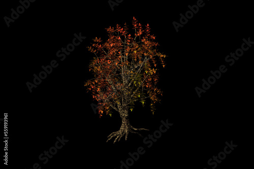 shape Elm red tree autumn black background 3d rendering