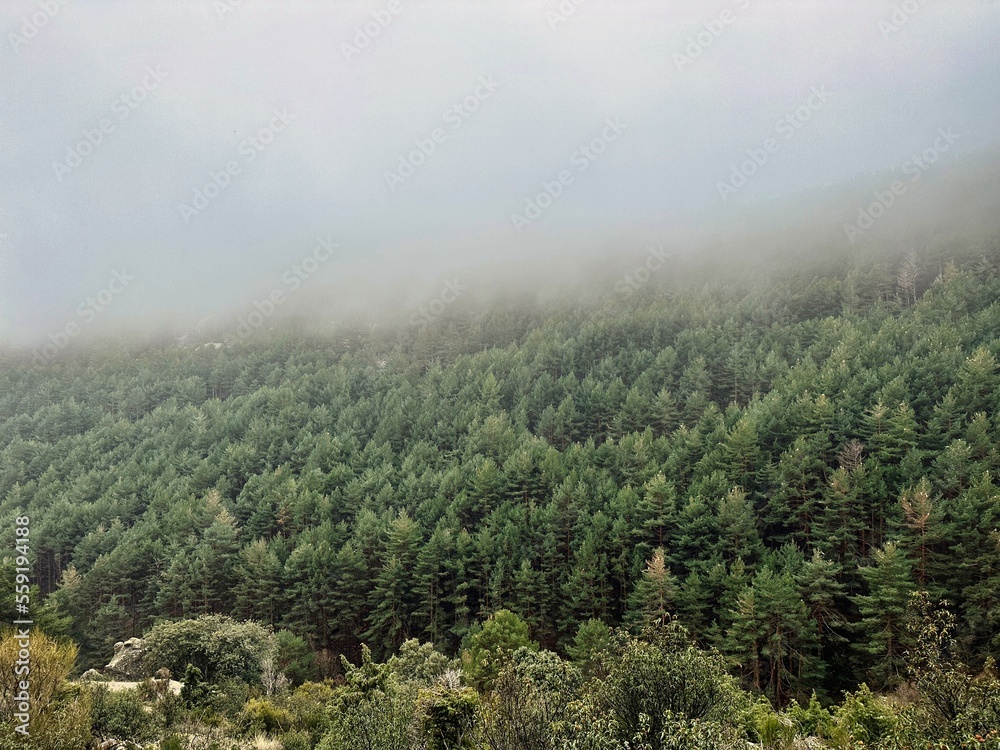 Bosque nublado