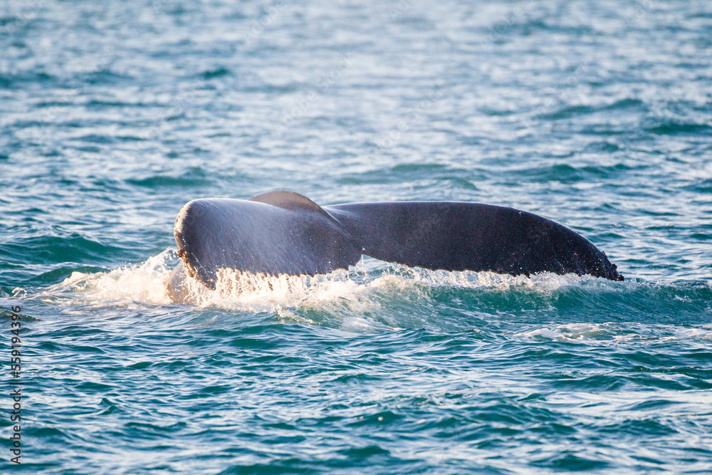Fototapeta premium Humpback whale diving for prey amongst the kittiwakes in the Arctic ocean 