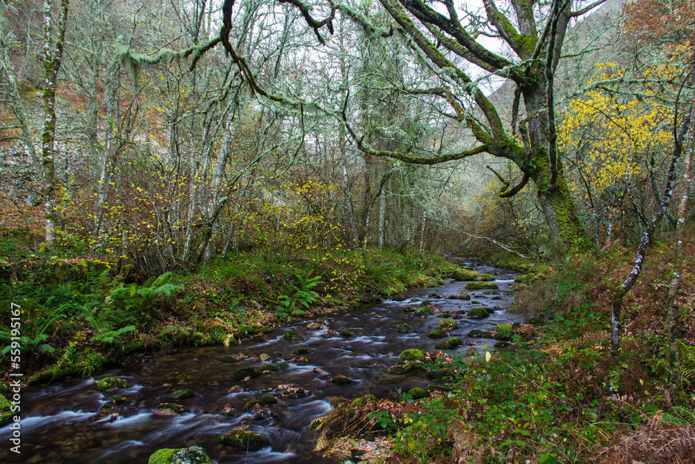 river passing calmly through the beech forest of the integral natural reserve of Muniellos in Winter, Asturias river passing calmly through the beech forest of the integral natural reserve of Muniellos in Winter, Asturias