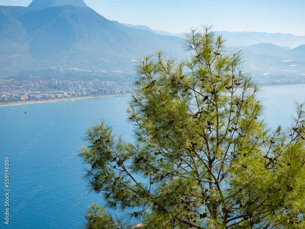 Pine tree with cones against the background of the Alanya coast and the Taurus Mountains