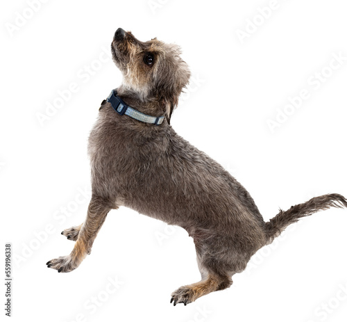 Isolated small scruffy rescue dog photo