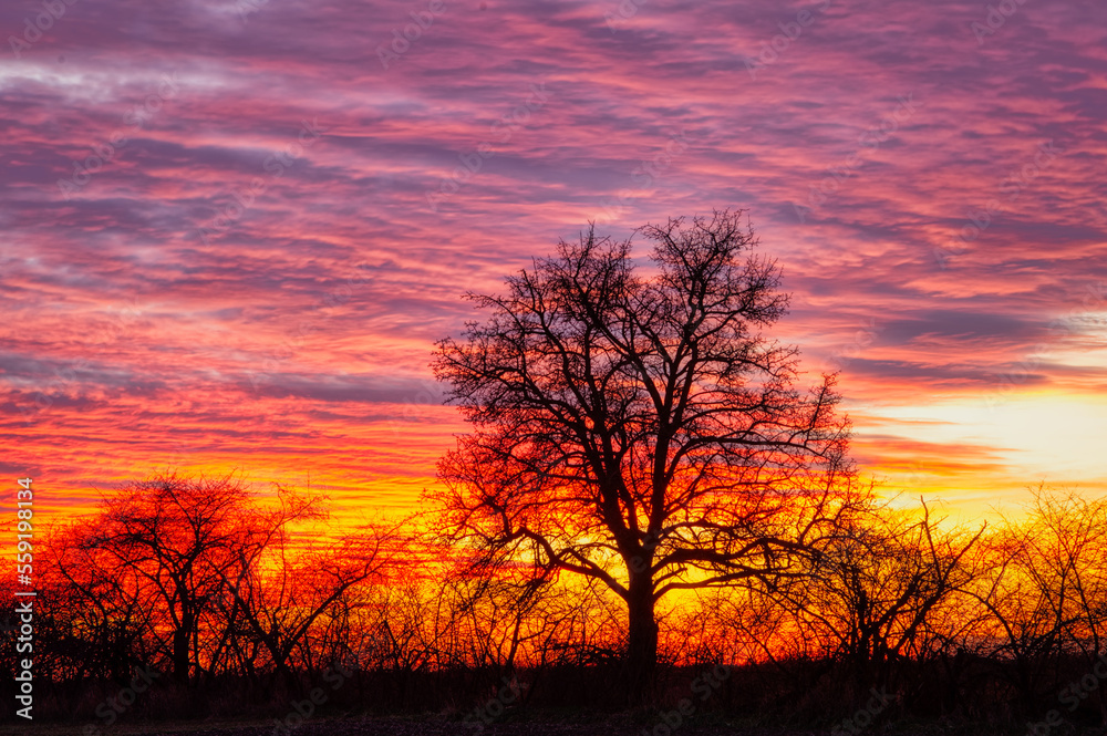 Bright colorful sunset in purple-red orange tones and silhouettes of trees without leaves. Spring autumn late evening. From a low angle.