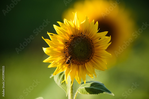 Sunflower with honey bee