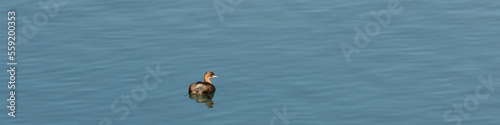 A little grebe swimming on the Seyhan River 