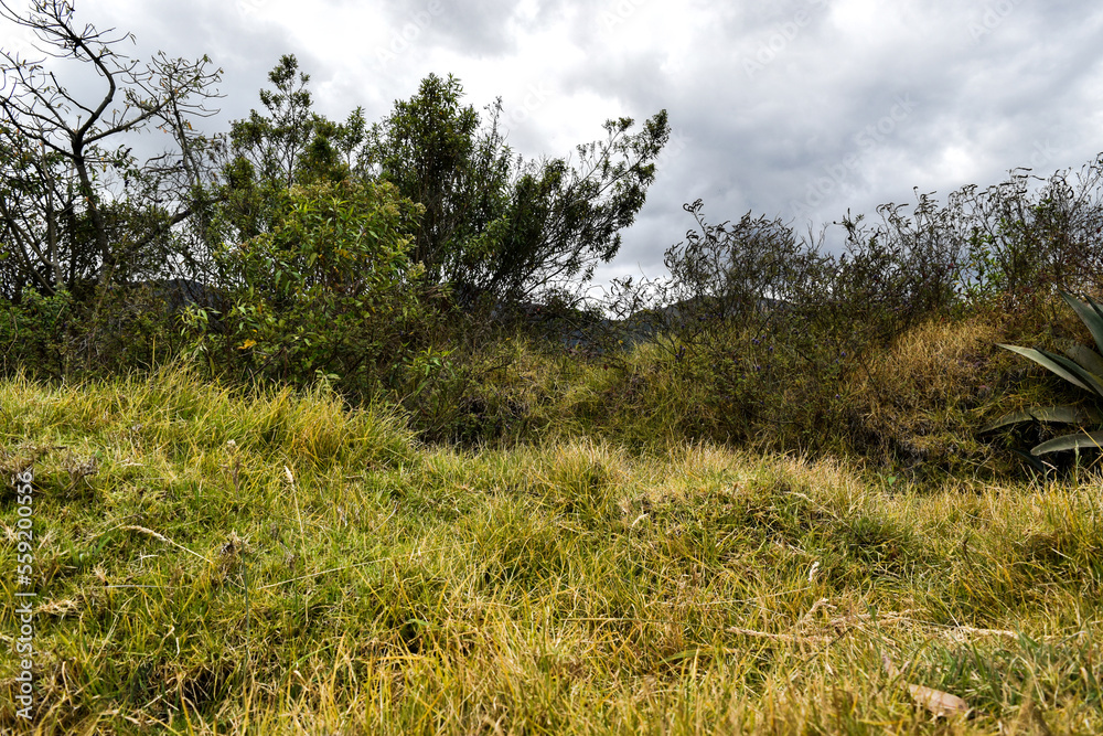 thick bush grown in a natural environment and clean of all dirt. thick bush grown in a natural environment and clean of all dirt.