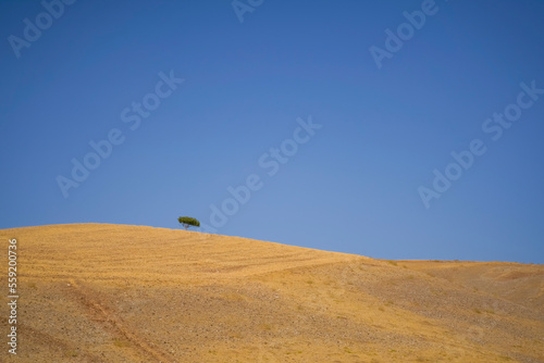 Solo tree on a hill with yellow dry land and blue empty sky © Aytug Bayer