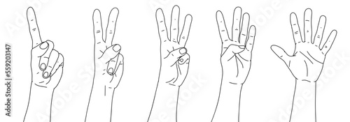 Set of hands. Counting from one to five with your hands. Finger-counting. Body language. Communication gestures concept.  Linear black and white hands. Number 1, 2, 3, 4, 5 with hand sign