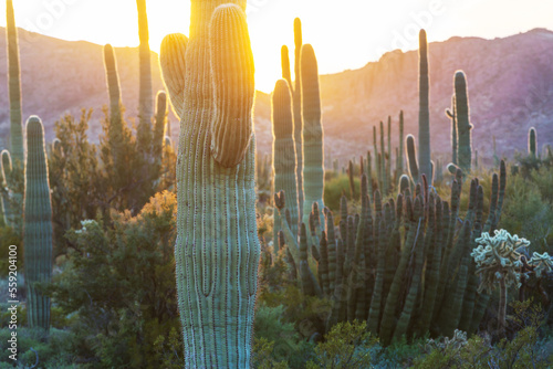 Saguaro photo