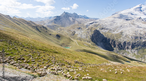 Elevage de moutons, appelé pastoralisme, fondé sur l’exploitation de la végétation naturelle et sur le déplacement régulier des troupeaux, les transhumances dans le massif de la Vanoise en Savoie