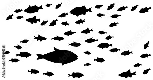 Silhouettes of groups of  fishes on white. Vector