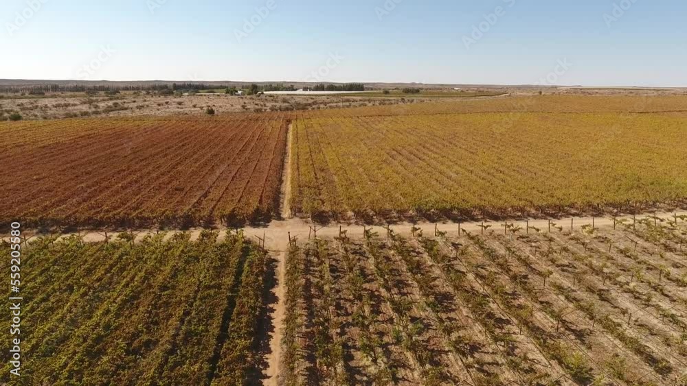 Aerial view of vineyards of a farm outside Upington, South Africa Aerial view of vineyards of a farm outside Upington, South Africa