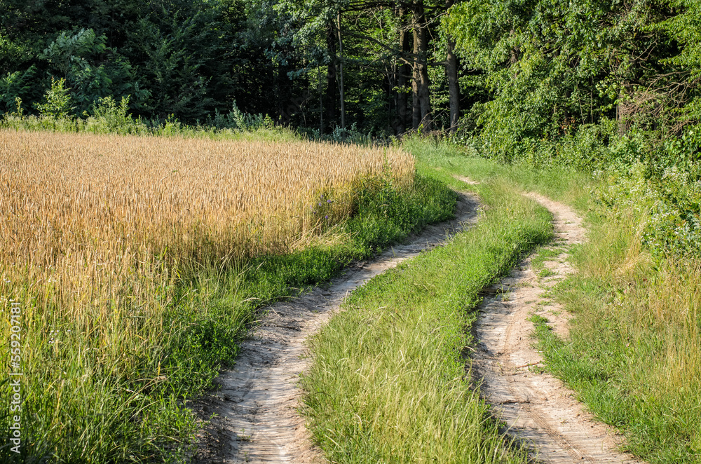 Winding dirt road running along the forest and a wheat field, dense forest in the background, beautiful quiet serene place, gorgeous nature