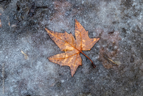 Last year's leaf in a muddy puddle in nature in spring