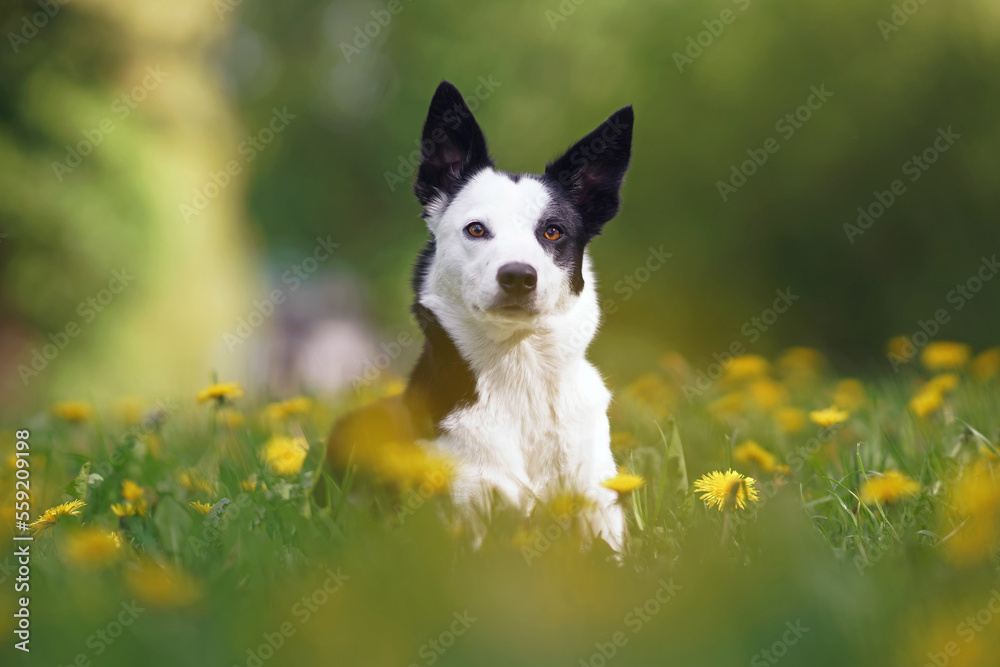 Cute black and white short-haired Border Collie dog posing outdoors lying down in a green grass with yellow dandelion flowers in summer
