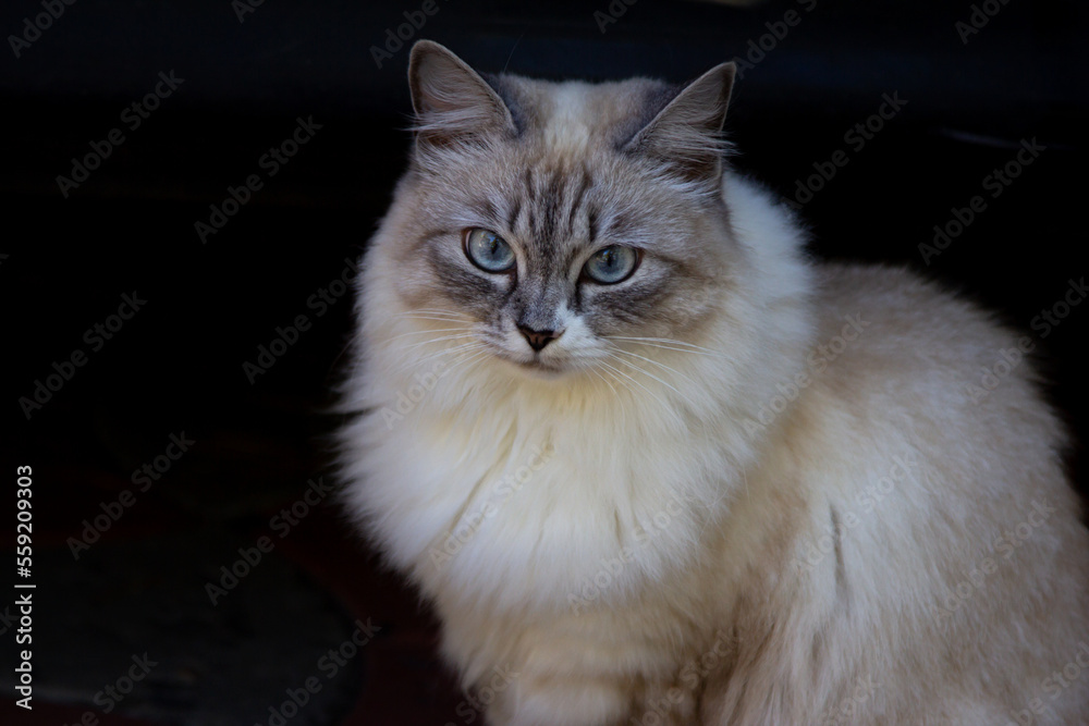 Cute fluffy Siamese cat with beautiful blue eyes sitting outdoors. 