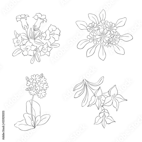 Fototapeta Naklejka Na Ścianę i Meble -  Hand Drawn Wildflowers Set. Line art Vector Illustration.