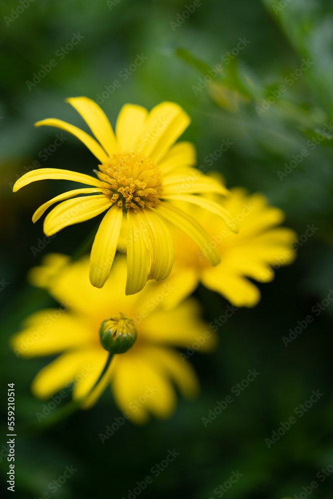 yellow flower yellow flower