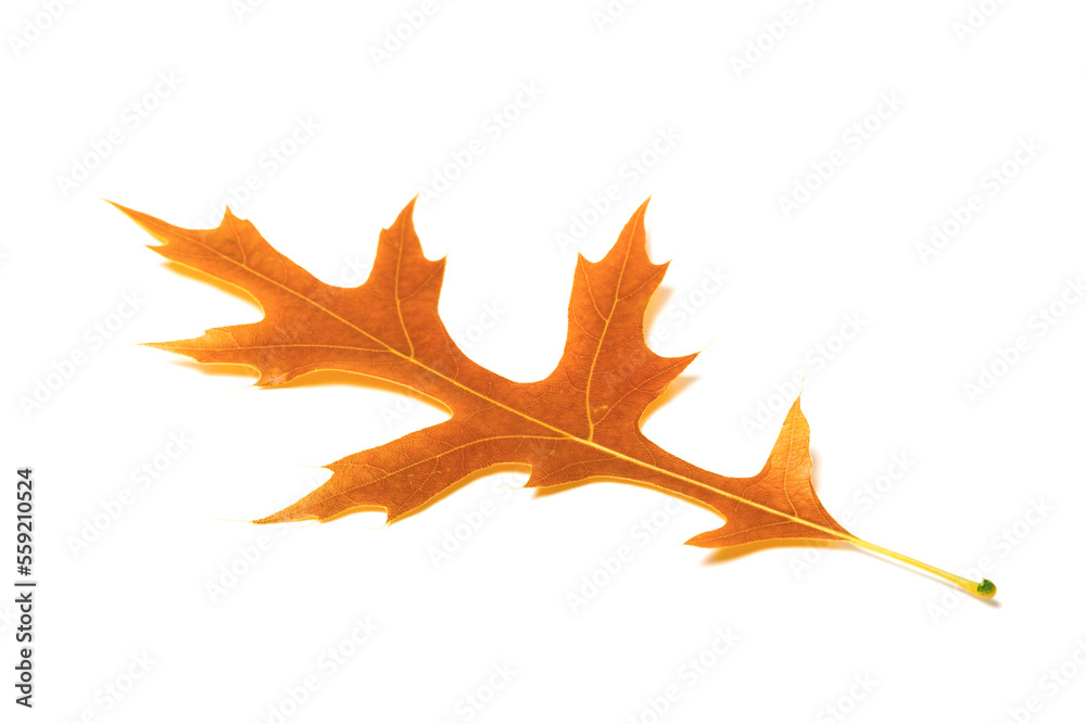 Obraz premium Autumn oak leaf on white background