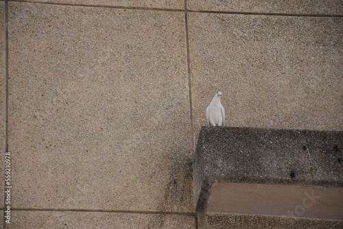 Dove