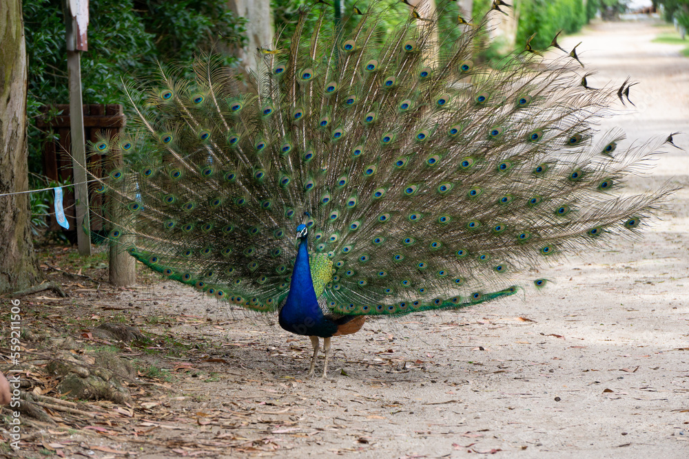 Obraz premium pavo real abriendo sus plumas