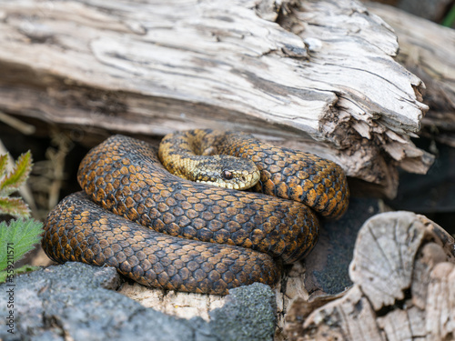 Female Adder Coiled Up on a Log