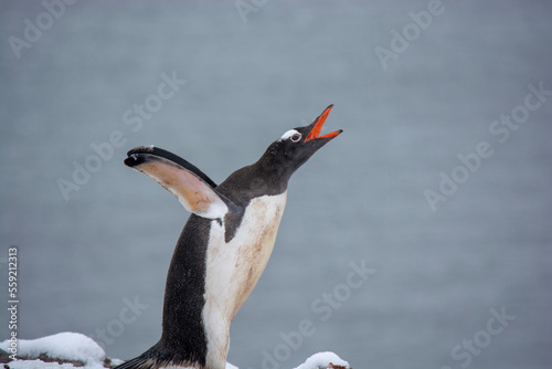 atlantic puffin or common puffin