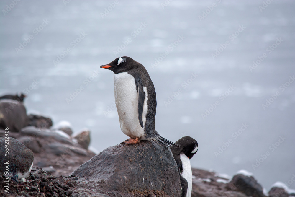 Fototapeta premium penguin in polar regions