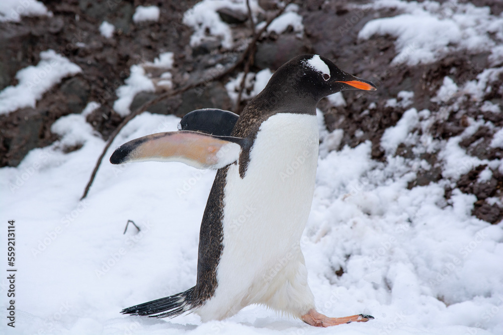 Fototapeta premium penguin in polar regions