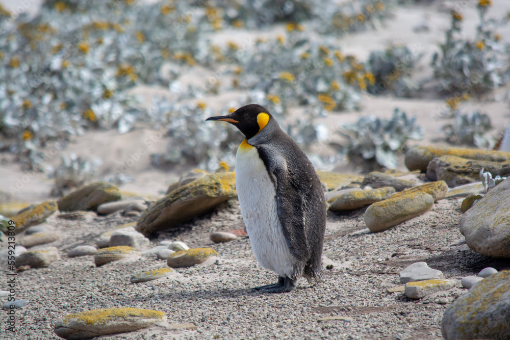 Fototapeta premium penguin on the rocks