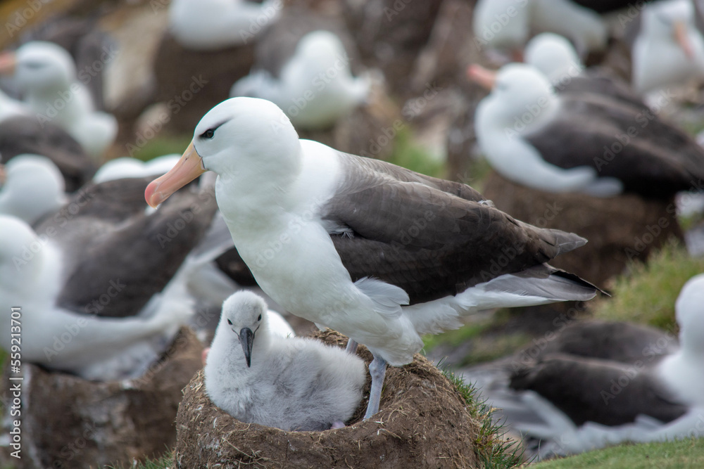 Obraz premium Albatross on nest