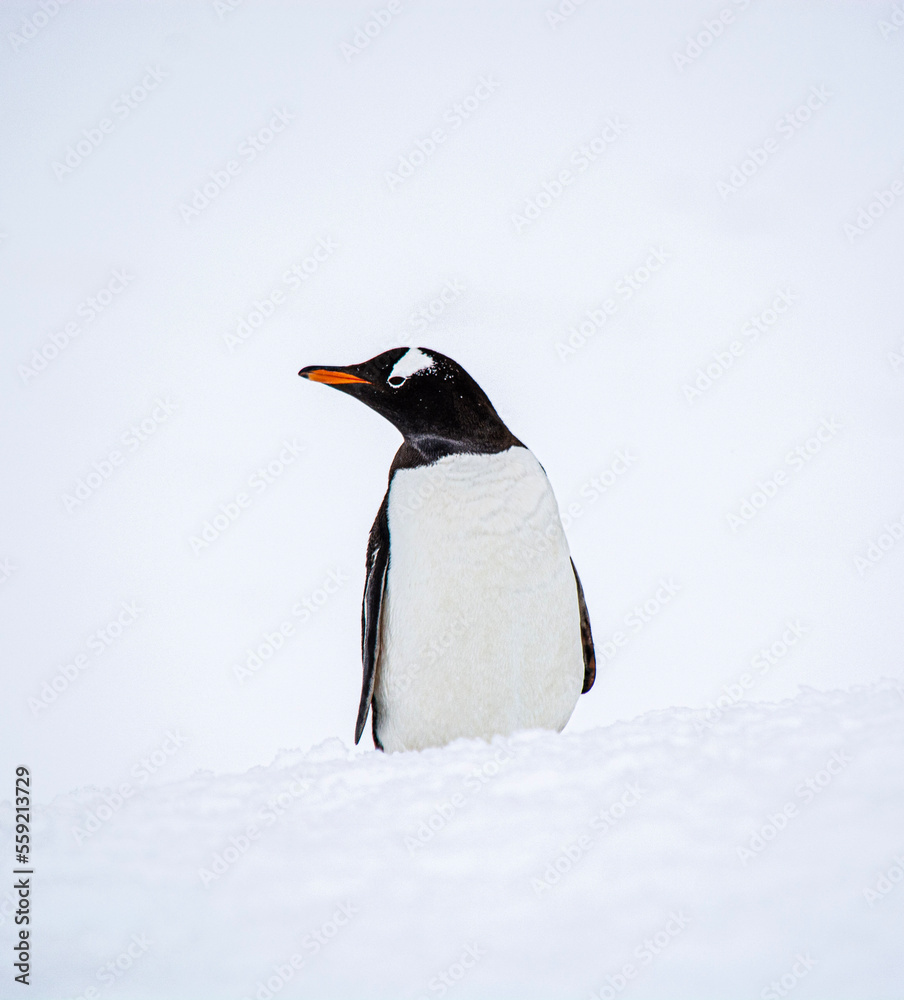 Obraz premium penguin in polar regions