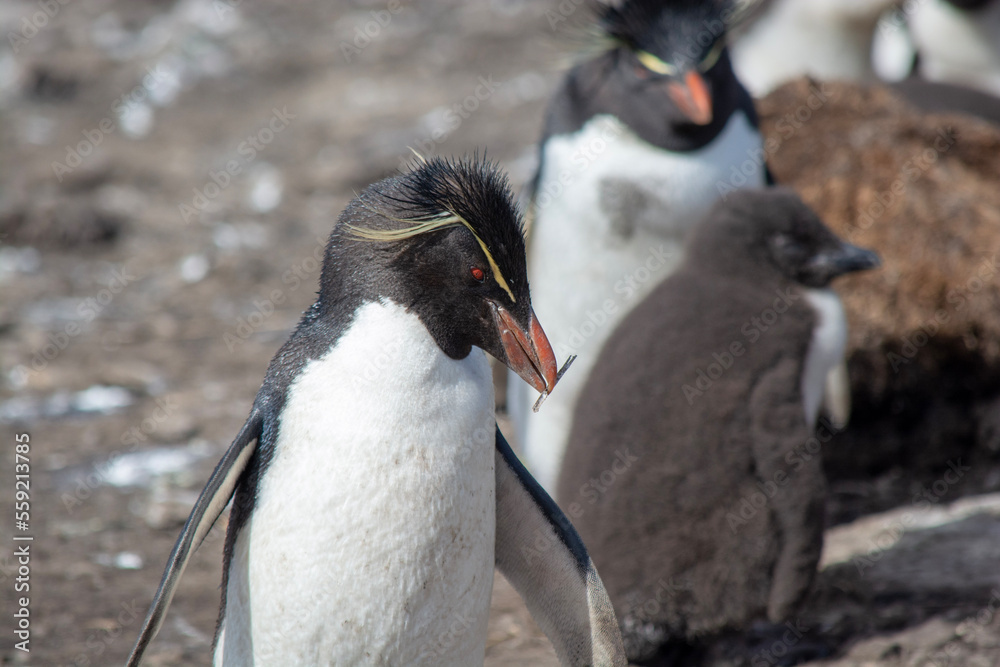 Naklejka premium penguin on the rocks