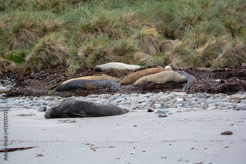 island seals