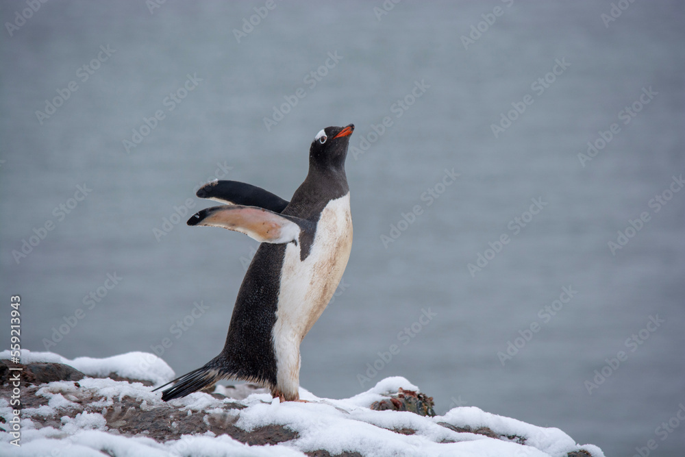Fototapeta premium Gentoo Penguin