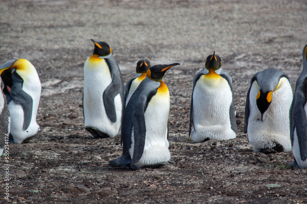 Fototapeta premium king penguin colony