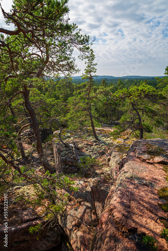 Pine trees and cliff at Geta in   land Islands  Finland  on a sunny day in the summer.