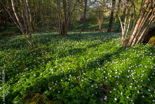 Fototapeta Naklejka Na Ścianę i Meble -  Beautiful view of white anemone flowers blossom in a lush forest at the Höckböleholmen nature reserve in Åland Islands, Finland, on a sunny day in spring.