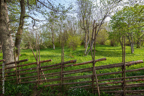 Old and wooden traditional fence and lush meadow at the Ramsholmen nature reserve in Åland Islands, Finland, on a sunny day in spring.