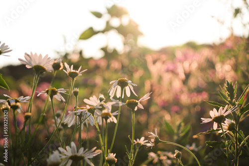 Fototapeta Naklejka Na Ścianę i Meble -  flowers in the garden
