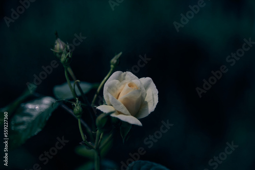 Spring white rose, close up, color