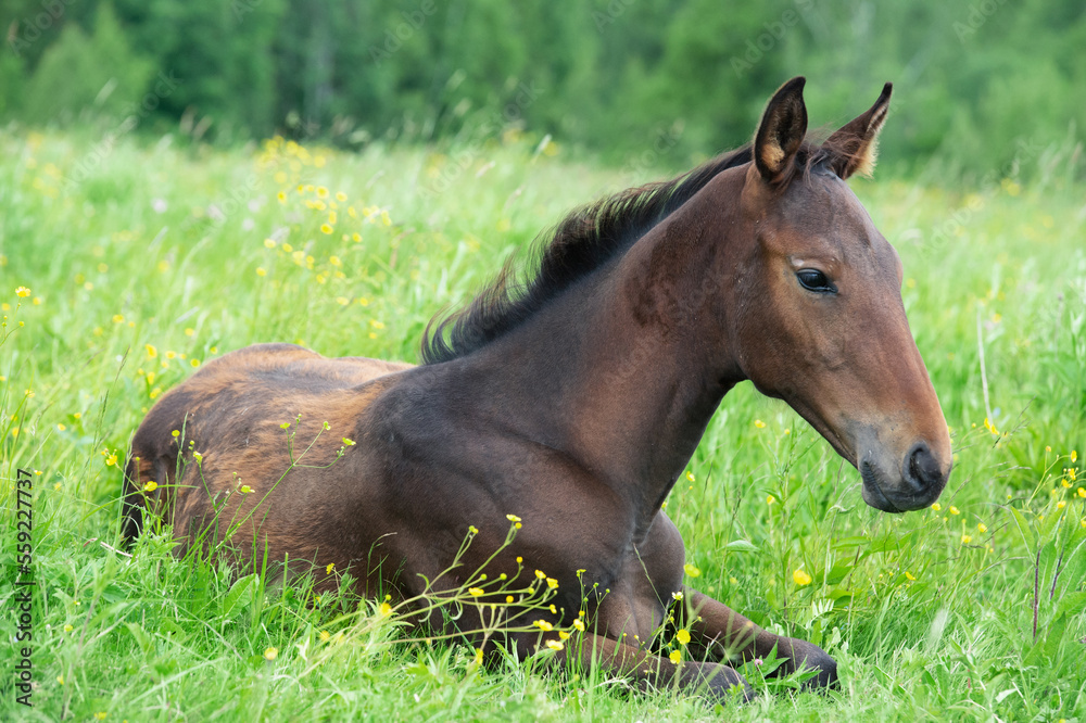 lying and dreaming bay foal in the meadow. cloudy day lying and dreaming bay foal in the meadow. cloudy day