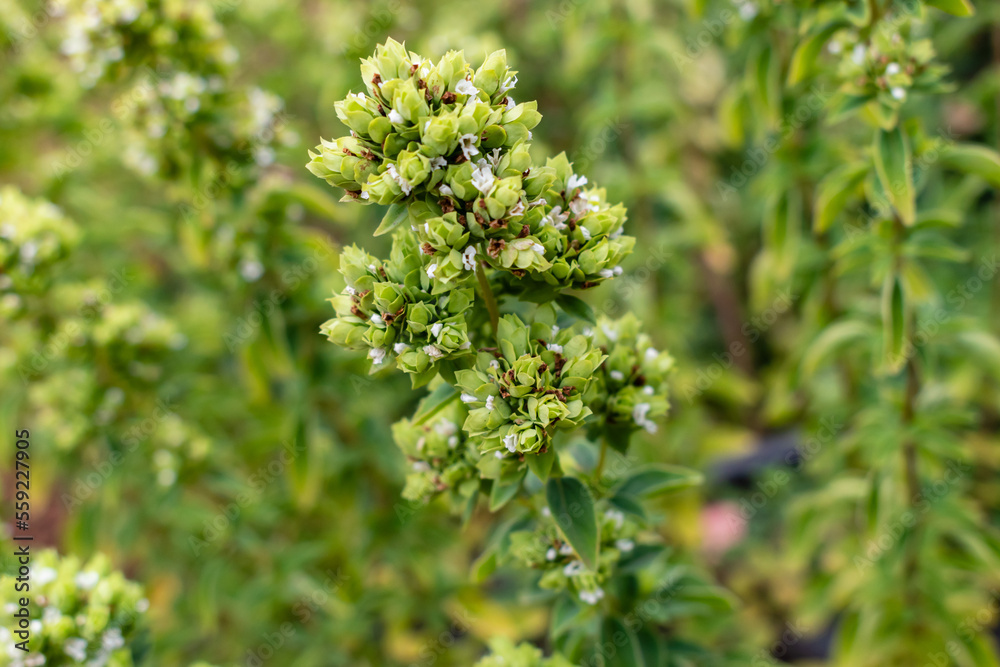 Origanum vulgare, conocido como orégano, hierba aromática para condimentar alimentos Origanum vulgare, conocido como orégano, hierba aromática para condimentar alimentos