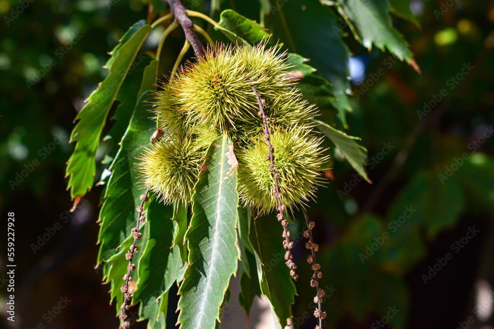 Árbol del castaño, con frutos color verde, nombre cientifico: Castanea ...