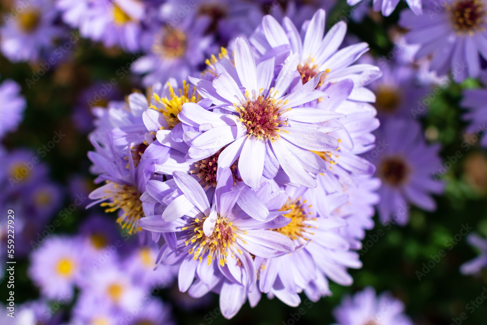 Flores de crisantemos, nombre científico: Chrysanthemum Flores de crisantemos, nombre científico: Chrysanthemum